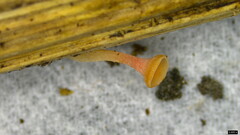 Roseodiscus