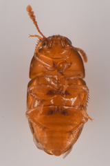 Leiodidae