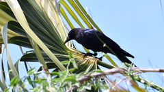 Corvus imparatus