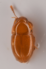 Leiodidae