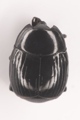 Histeridae