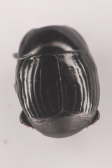 Histeridae