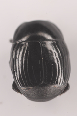 Histeridae