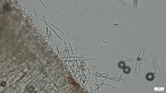 Roseodiscus