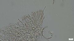 Roseodiscus