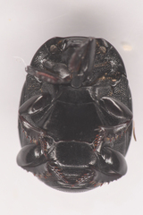 Histeridae