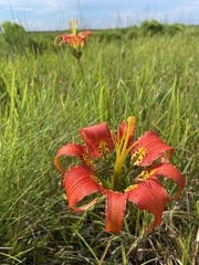Lilium catesbaei