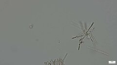 Roseodiscus