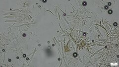 Roseodiscus