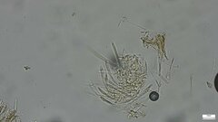 Roseodiscus