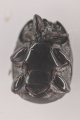 Histeridae