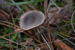 Inocybe lacera