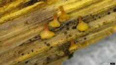 Roseodiscus