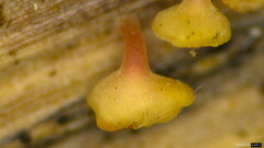 Roseodiscus