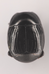 Histeridae