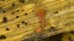 Roseodiscus