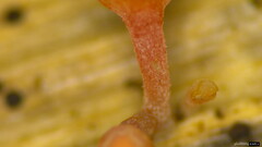 Roseodiscus