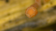 Roseodiscus