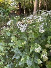 Ageratina altissima