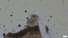 Roseodiscus
