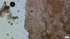 Roseodiscus