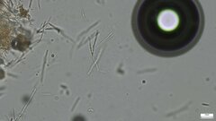 Roseodiscus