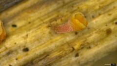 Roseodiscus