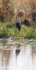 Ardea goliath