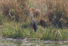 Ardea goliath