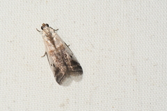 Acrobasis tumidulella