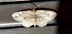Melanolophia signataria