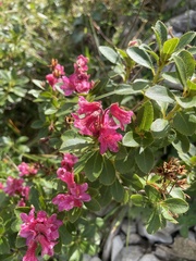 Rhododendron hirsutum