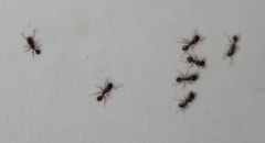 Tetramorium caespitum