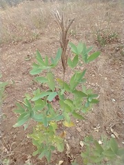Thermopsis montana