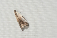 Acrobasis tumidulella