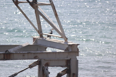 Phalacrocorax varius