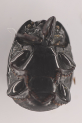 Histeridae