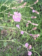 Malva moschata