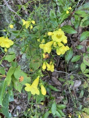 Aureolaria flava