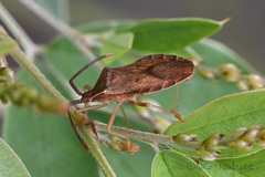 Homoeocerus dilatatus