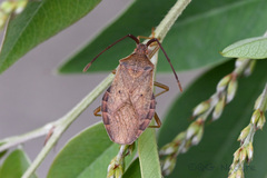 Homoeocerus dilatatus