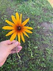 Rudbeckia hirta