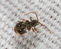 Ptinus
