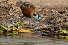 Actophilornis africanus