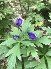 Aconitum volubile