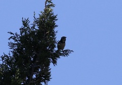 Lophophanes cristatus