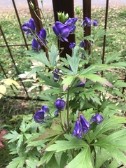 Aconitum volubile