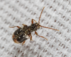 Ptinus