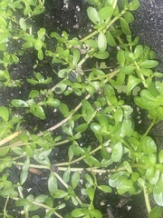 Bacopa