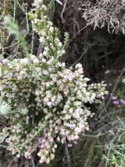 Erica ecklonii